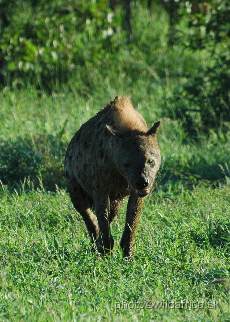 puku rsa 102.jpg - Spotted Hyena (Crocuta crocuta) with Big Tusker Alexander's carcass, close to Mopani, few metres from the road, February 2009